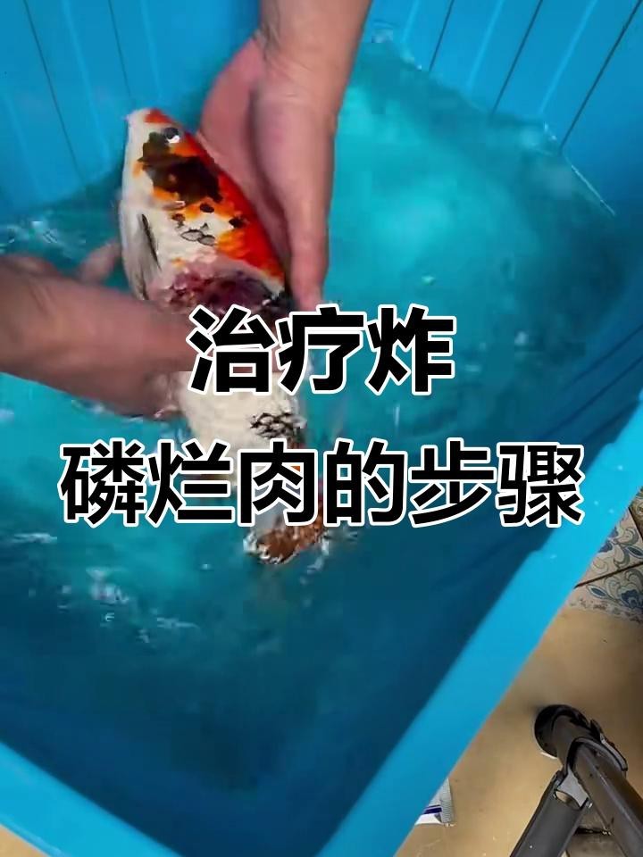 龍魚魚鱗潰爛會(huì)傳染嗎？