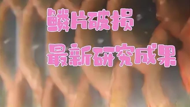 龍魚魚鱗潰爛會(huì)傳染嗎？