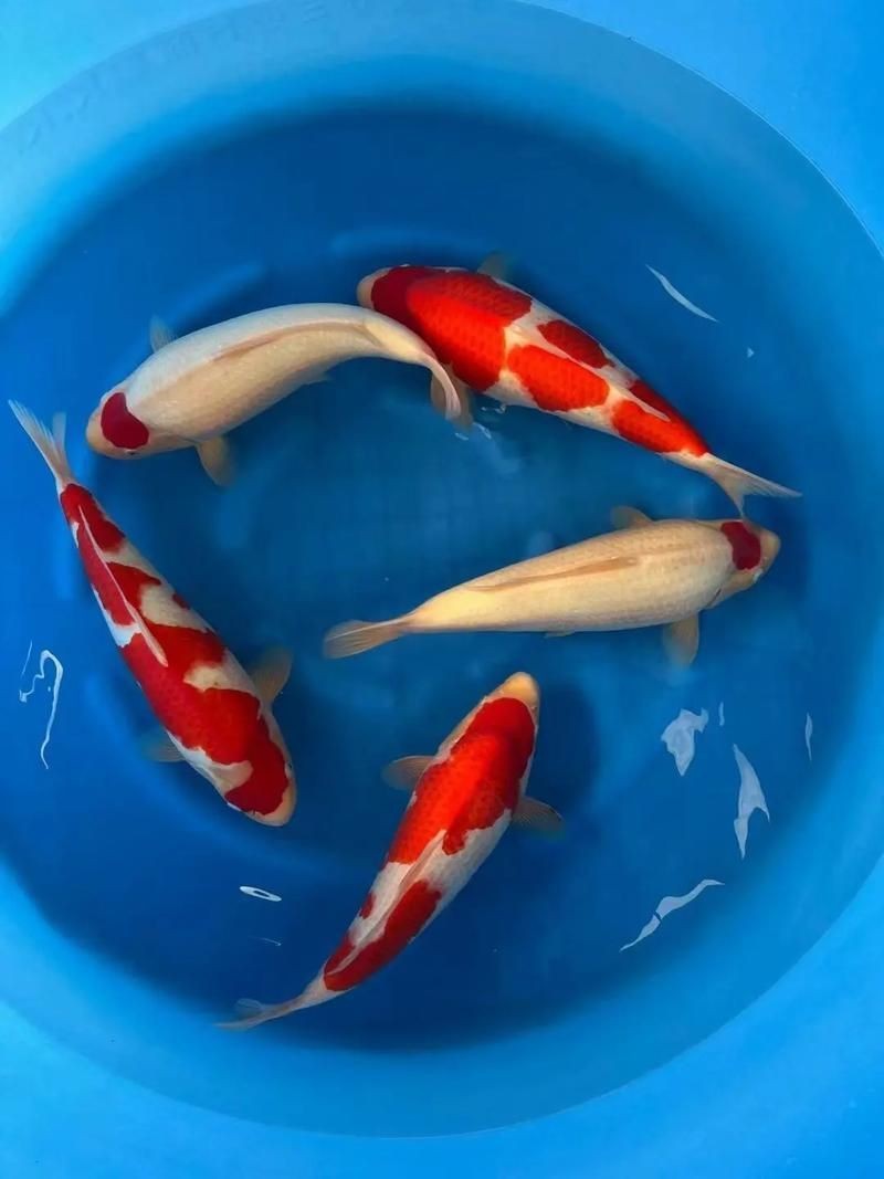 高端錦鯉圖片|【天價錦鯉御三家色系揭秘