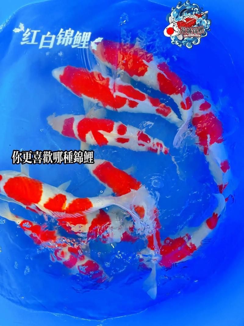 高端錦鯉圖片|【天價錦鯉御三家色系揭秘