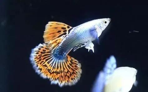 孔雀龍魚品種大全圖鑒|蘭提孔雀龍個人圖書館最美孔雀魚七大排行時髦微風(fēng) 孔雀龍魚品種大全圖鑒|蘭提孔雀龍個人圖書館最美孔雀魚七大排行時髦微風(fēng) 龍魚論壇 第2張