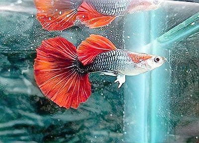 孔雀龍魚品種大全圖鑒|蘭提孔雀龍個人圖書館最美孔雀魚七大排行時髦微風(fēng) 孔雀龍魚品種大全圖鑒|蘭提孔雀龍個人圖書館最美孔雀魚七大排行時髦微風(fēng) 龍魚論壇 第3張