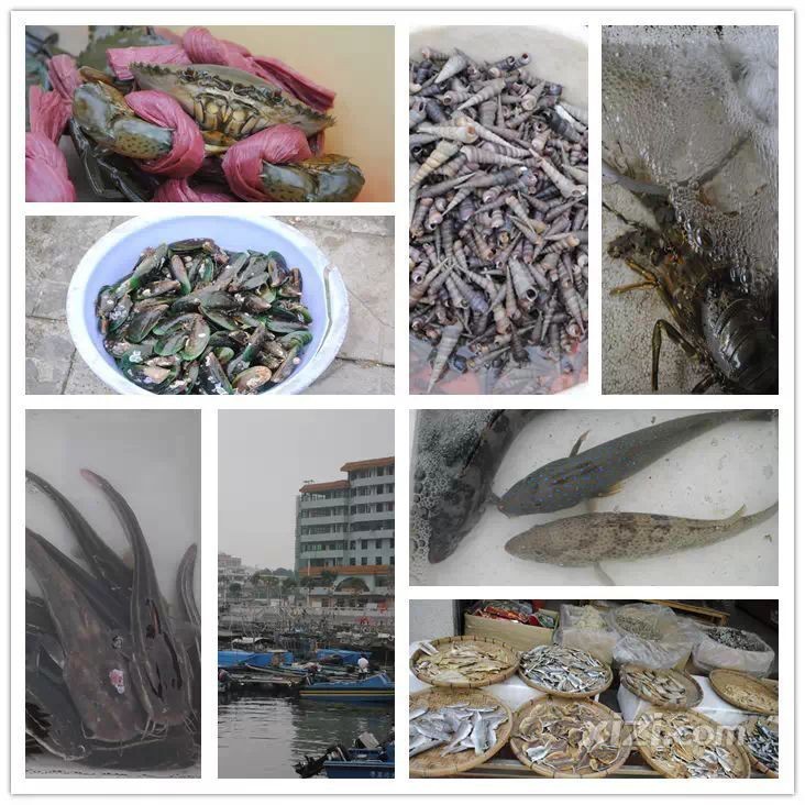 龍海哪里買海鮮便宜|安安willgo小日常島美漁港海鮮批發(fā)百度地圖 龍海哪里買海鮮便宜|安安willgo小日常島美漁港海鮮批發(fā)百度地圖 龍魚百科 第3張