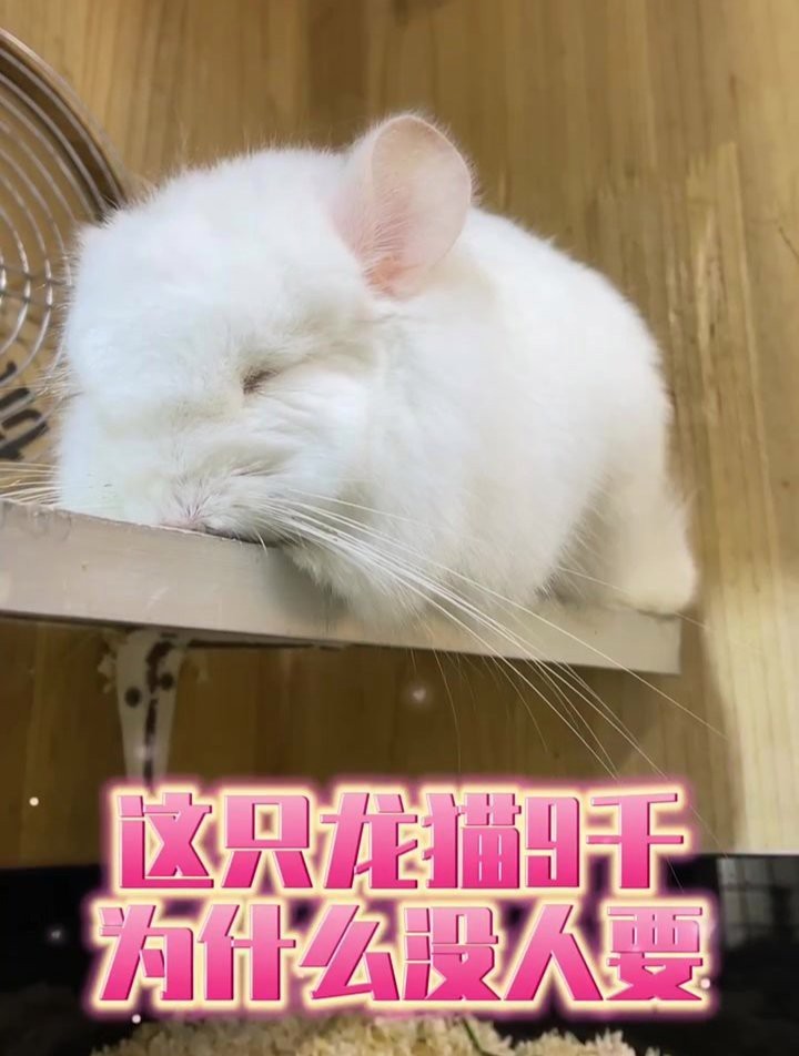 龍貓一生認幾個主人|關于龍貓對主人的認主行為
