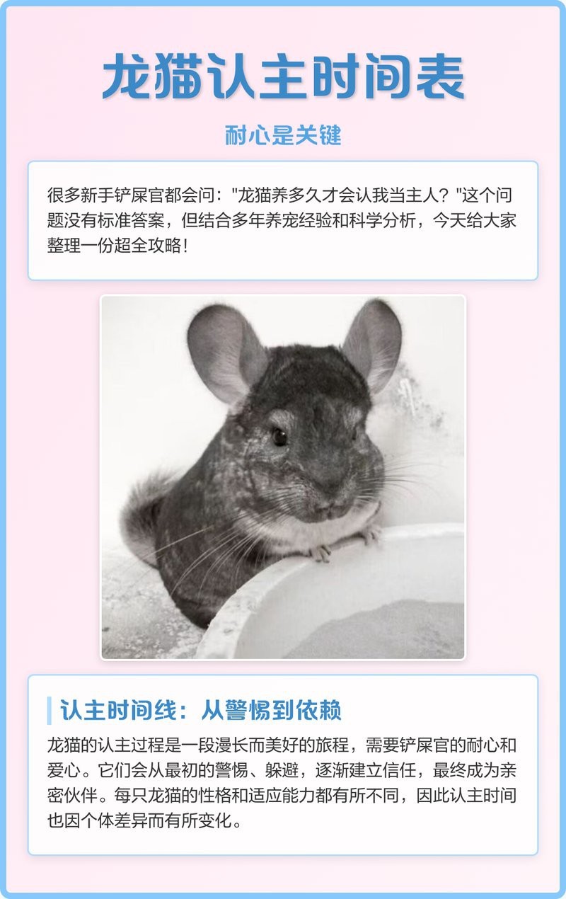 龍貓一生認幾個主人|關于龍貓對主人的認主行為