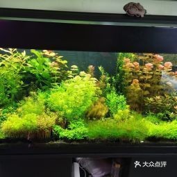 蓮池水族店|保定市蓮池區(qū)主要水族店綜合信息