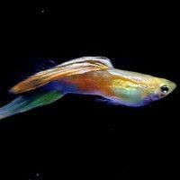 海象魚吃什么才發紅|關于海象魚體色發紅的問題