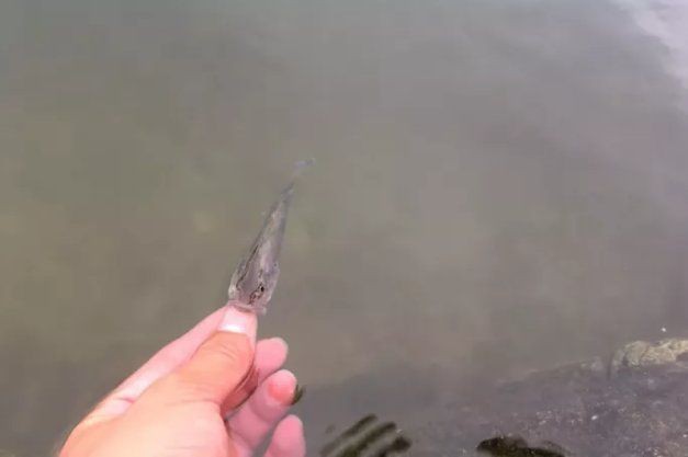 花鯽魚學(xué)名叫什么|關(guān)于“花鯽魚”的學(xué)名及相關(guān)信息 花鯽魚學(xué)名叫什么|關(guān)于“花鯽魚”的學(xué)名及相關(guān)信息 龍魚論壇 第1張