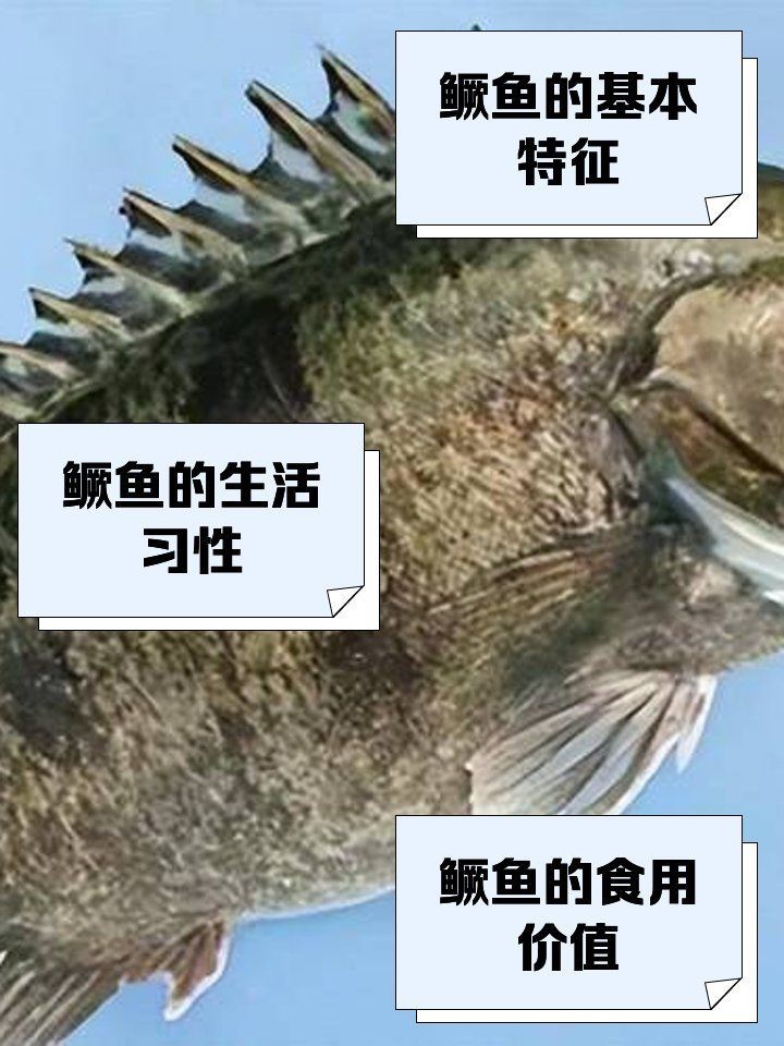 花鯽魚學(xué)名叫什么|關(guān)于“花鯽魚”的學(xué)名及相關(guān)信息 花鯽魚學(xué)名叫什么|關(guān)于“花鯽魚”的學(xué)名及相關(guān)信息 龍魚論壇 第3張