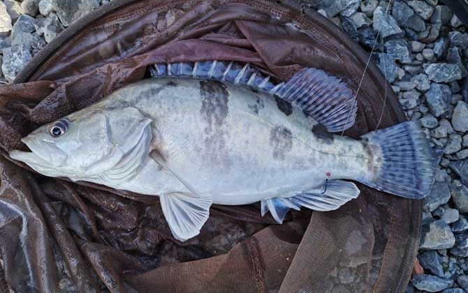 花鯽魚學(xué)名叫什么|關(guān)于“花鯽魚”的學(xué)名及相關(guān)信息 花鯽魚學(xué)名叫什么|關(guān)于“花鯽魚”的學(xué)名及相關(guān)信息 龍魚論壇 第6張