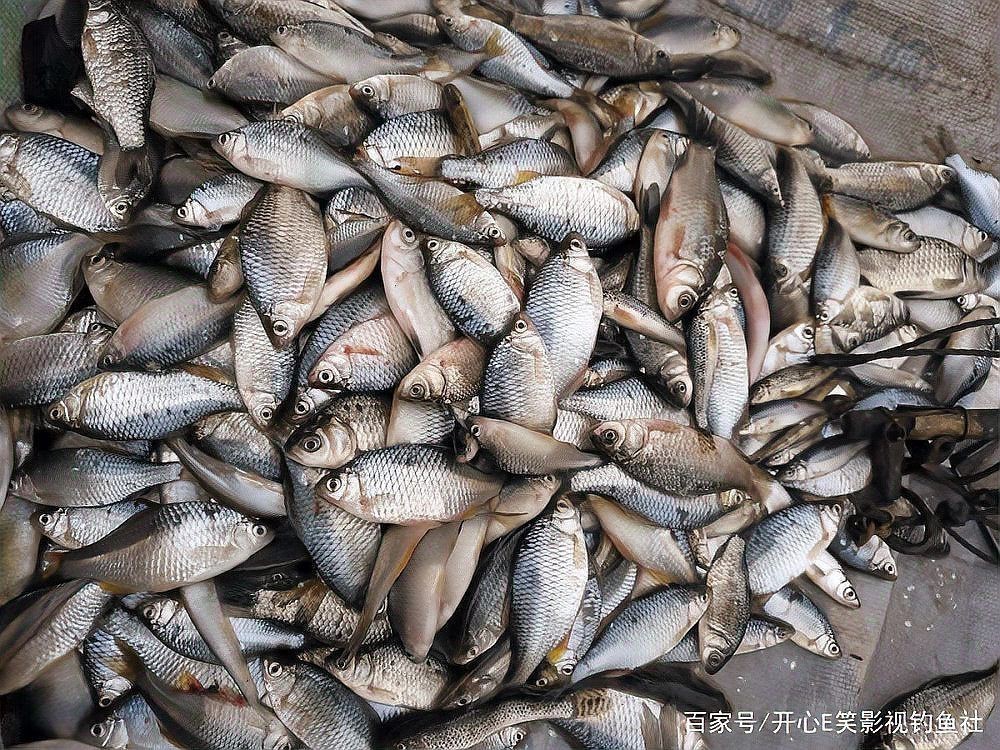花鯽魚學(xué)名叫什么|關(guān)于“花鯽魚”的學(xué)名及相關(guān)信息 花鯽魚學(xué)名叫什么|關(guān)于“花鯽魚”的學(xué)名及相關(guān)信息 龍魚論壇 第7張