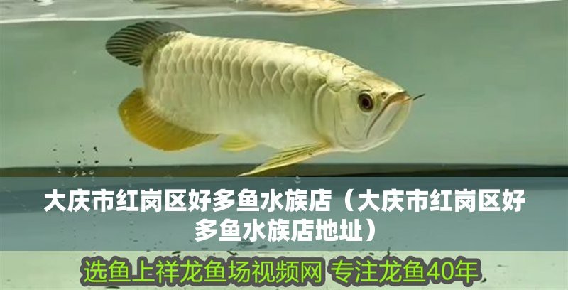 紅崗龍魚店|大慶市紅崗區好多魚水族店 紅崗龍魚店|大慶市紅崗區好多魚水族店 全國水族館企業名錄 第1張