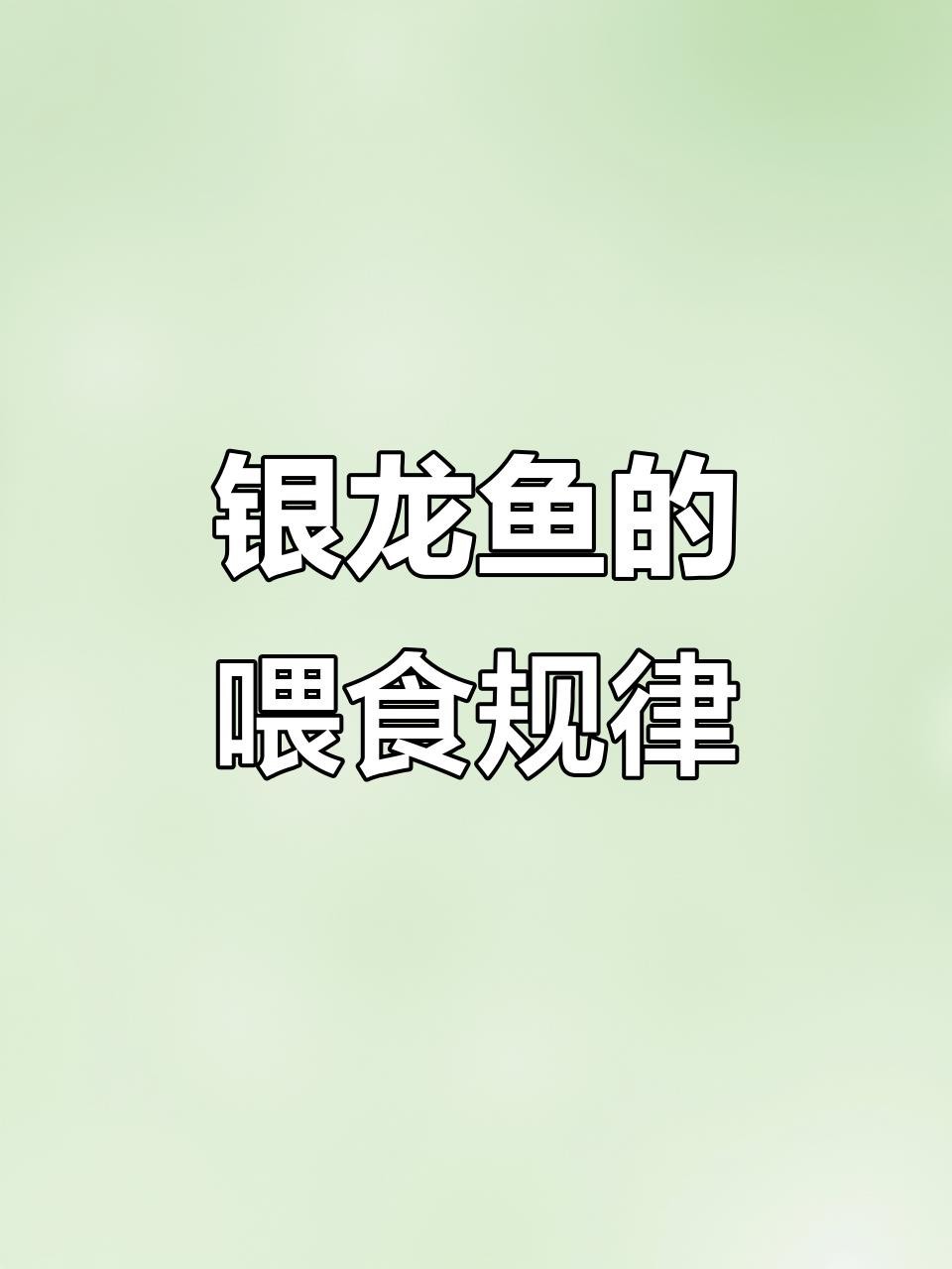 銀龍魚一天喂幾次最好？ 銀龍魚一天喂幾次最好？ 龍魚百科 第5張
