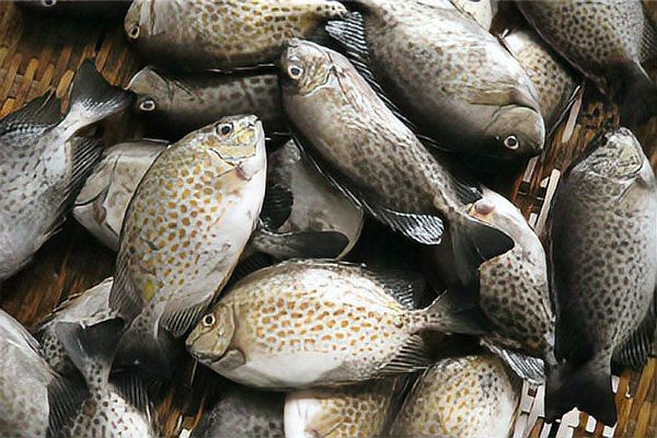 泥猛魚在廣東一斤多少錢|泥猛魚在廣東各地的價(jià)格差異