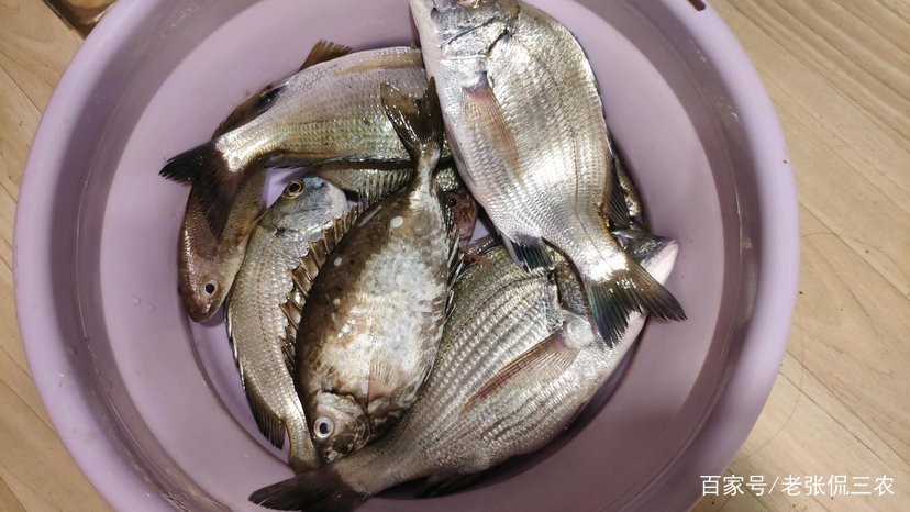 泥猛魚在廣東一斤多少錢|泥猛魚在廣東各地的價(jià)格差異