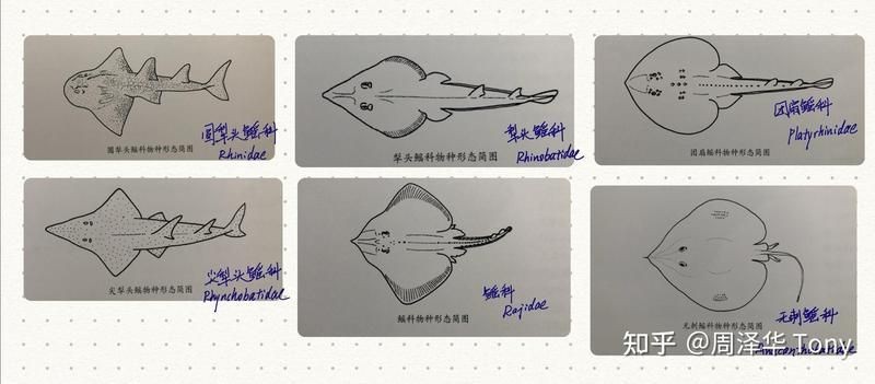 魟魚和鰩魚是一個東西嗎