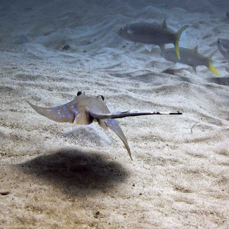 魟魚和鰩魚是一個東西嗎