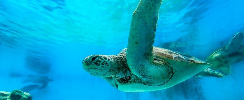 釣魚島水族店|沖繩dmm水族館 釣魚島水族店|沖繩dmm水族館 全國水族館企業(yè)名錄 第4張