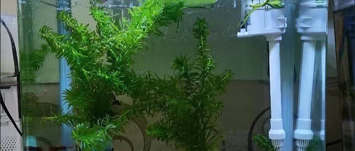 森森水族魚(yú)缸大全|森森魚(yú)缸水族箱:生態(tài)客廳:森森水族 森森水族魚(yú)缸大全|森森魚(yú)缸水族箱:生態(tài)客廳:森森水族 龍魚(yú)論壇 第3張