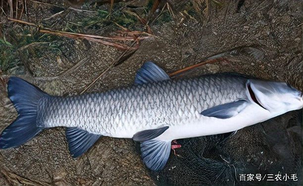 淡水老虎魚俗稱什么|水中的老虎魚