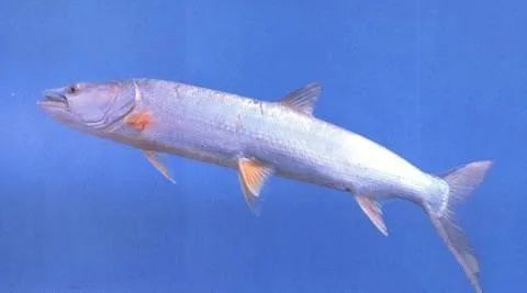 淡水老虎魚俗稱什么|水中的老虎魚