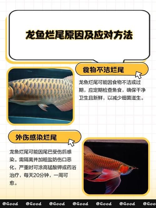 龍魚爛尾最簡單三個步驟圖片|龍魚爛尾怎么治療