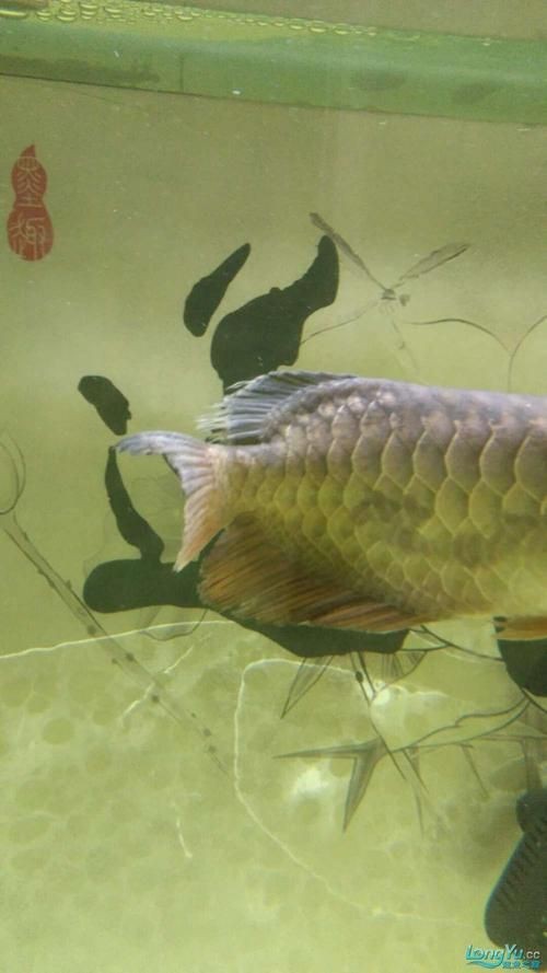 龍魚爛尾最簡單三個步驟圖片|龍魚爛尾怎么治療
