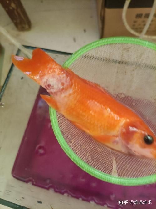 龍魚爛尾最簡單三個步驟圖片|龍魚爛尾怎么治療