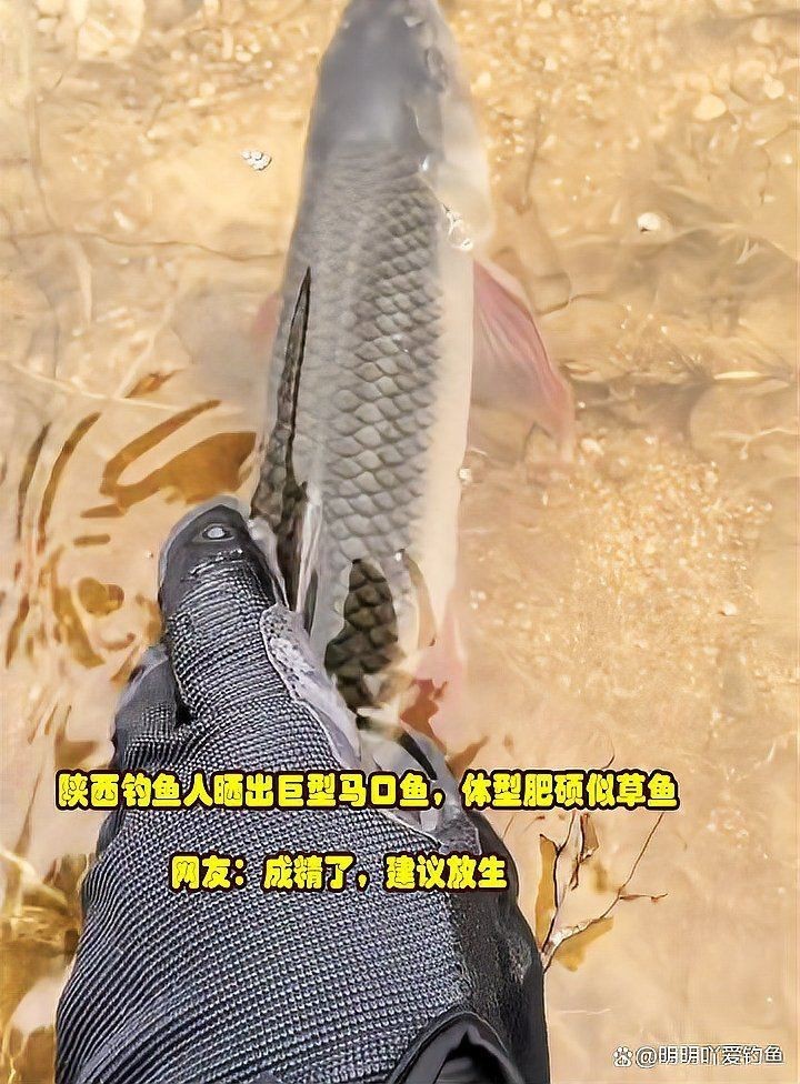 過背金龍魚的最佳飼養水溫是多少？，背金龍魚的最佳飼養水溫需根據其生長階段進行區分