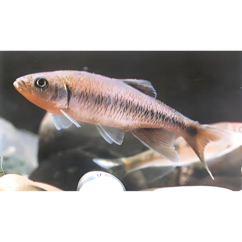 馬口魚能長多大|馬口魚最大能長多大