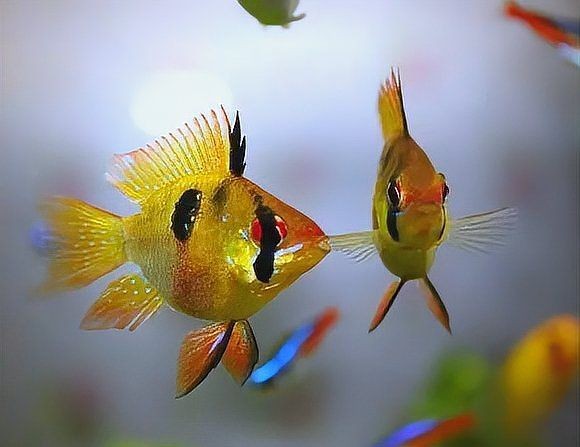 荷蘭鳳凰魚好養(yǎng)嗎|荷蘭鳳凰魚怎么養(yǎng)殖
