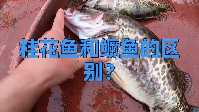 鱖魚和桂魚的區(qū)別|鱖魚與桂魚的區(qū)別