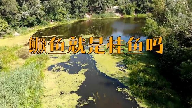 鱖魚和桂魚的區(qū)別|鱖魚與桂魚的區(qū)別