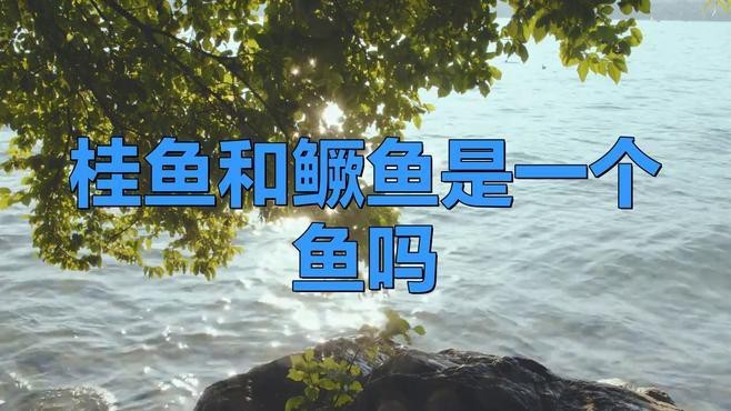 鱖魚和桂魚的區別|鱖魚與桂魚的區別
