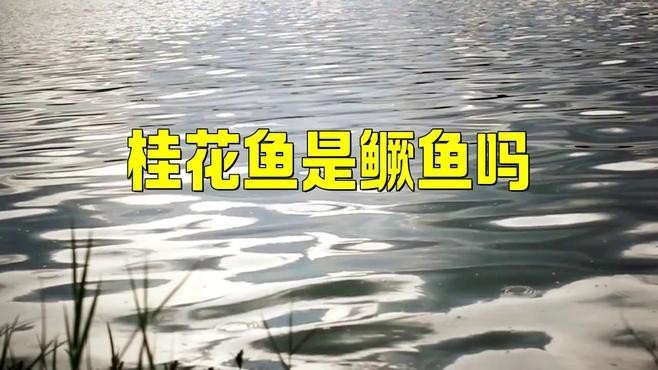 鱖魚和桂魚的區別|鱖魚與桂魚的區別