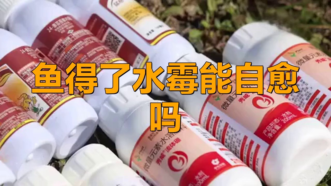 龍魚水霉病會自愈嗎？|帝龍漁業丨龍魚水霉病怎么治老趙的賣車日記