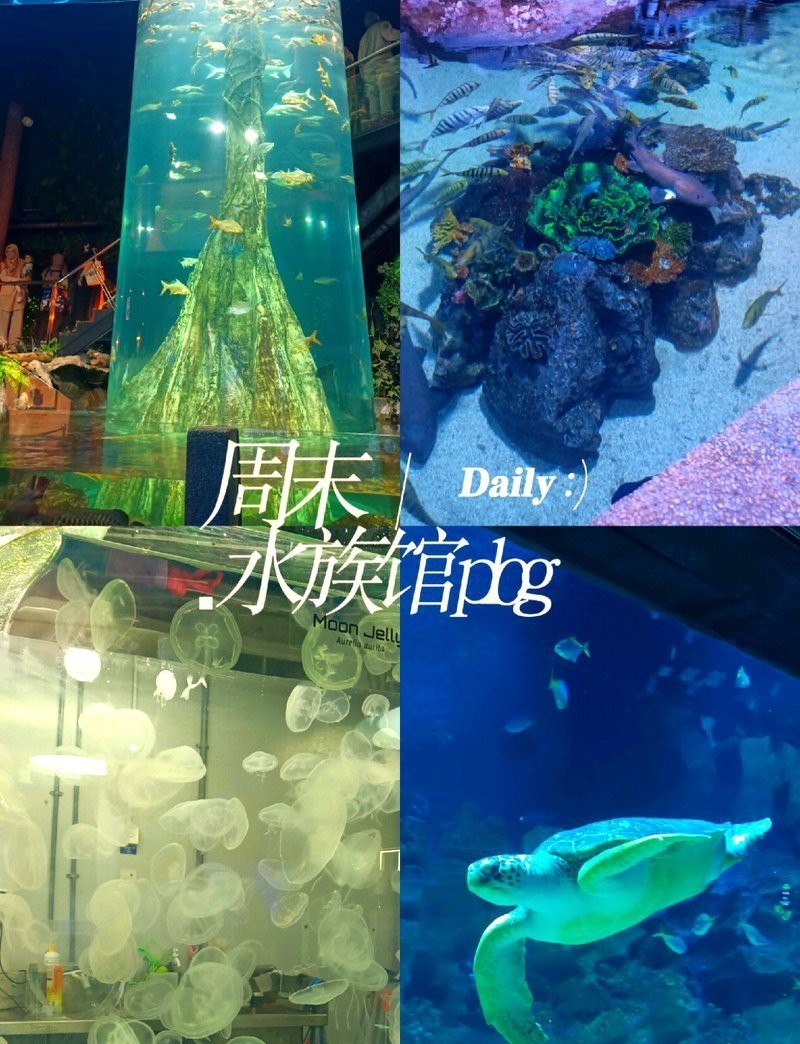 札達水族店|札達縣有水族店嗎