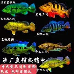 藍帆五間魚是什么品種|南美麗魚藍帆五間 藍帆五間魚是什么品種|南美麗魚藍帆五間 龍魚百科 第2張