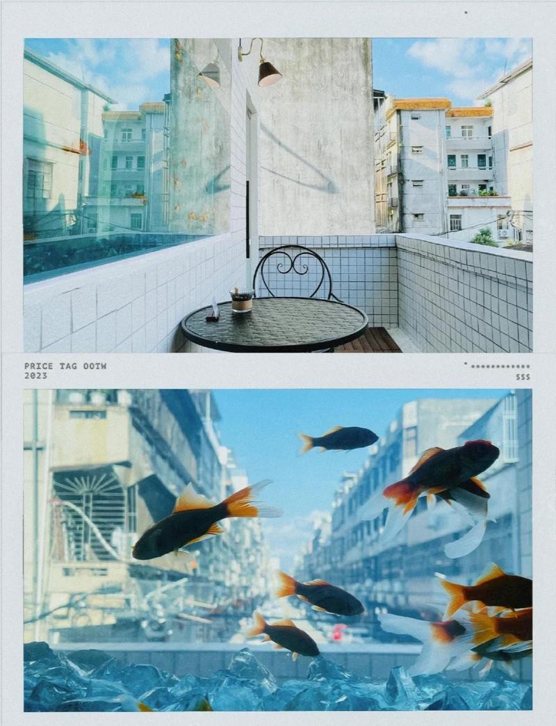 陸河龍魚店|陸河縣有專業的龍魚店嗎