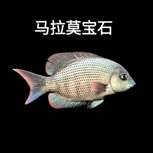 馬拉莫寶石魚圖片|馬拉莫寶石魚