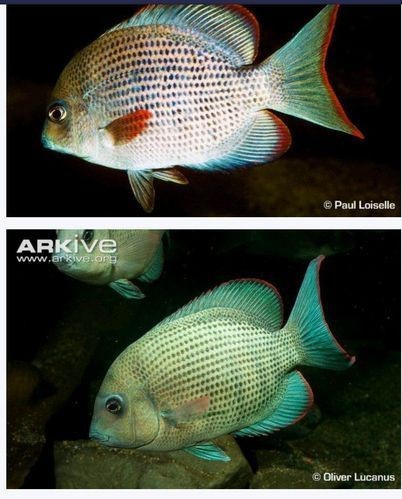 馬拉莫寶石魚圖片|馬拉莫寶石魚