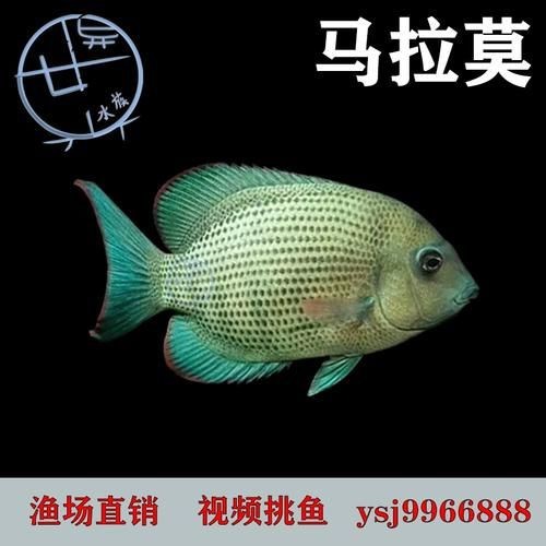馬拉莫寶石魚圖片|馬拉莫寶石魚