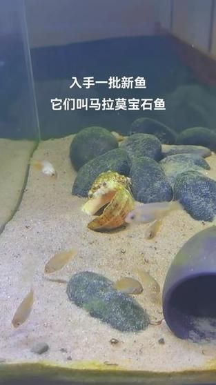 馬拉莫寶石魚圖片|馬拉莫寶石魚