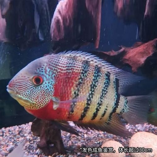 馬拉莫寶石魚圖片|馬拉莫寶石魚
