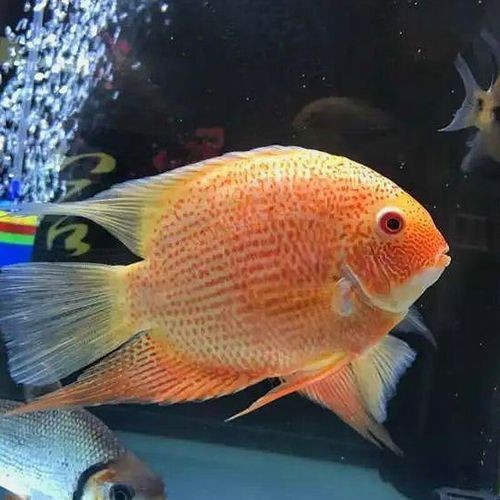 馬拉莫寶石魚圖片|馬拉莫寶石魚