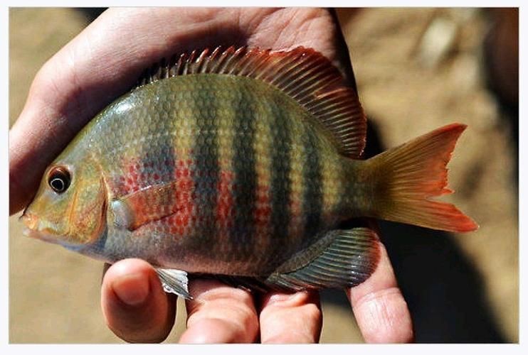 馬拉莫寶石魚圖片|馬拉莫寶石魚