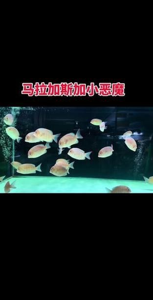 馬拉莫寶石魚圖片|馬拉莫寶石魚