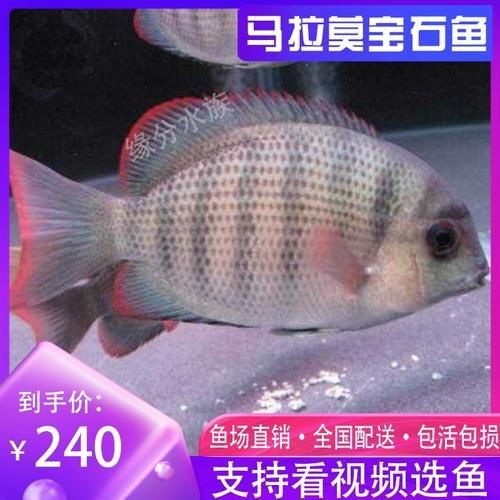 馬拉莫寶石魚圖片|馬拉莫寶石魚