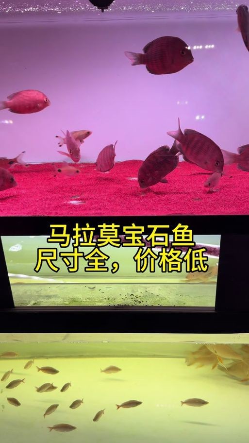 馬拉莫寶石魚圖片|馬拉莫寶石魚