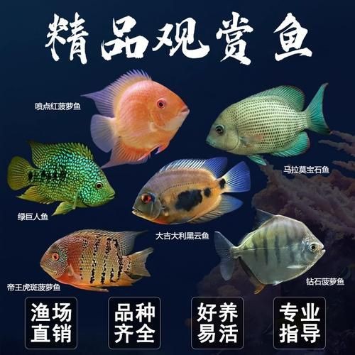 馬拉莫寶石魚圖片|馬拉莫寶石魚